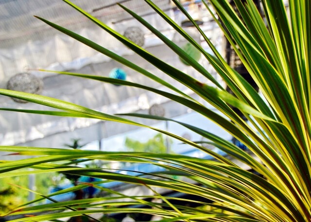 ドラセナの失敗しない剪定!適した時期から切る場所まで徹底解説