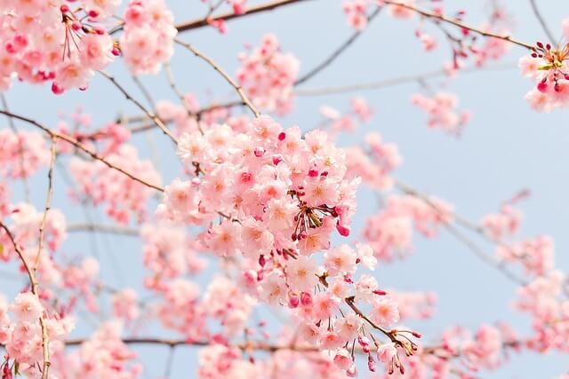 サクラの花言葉とは?色別の花言葉や由来、贈り物の体験談を紹介!