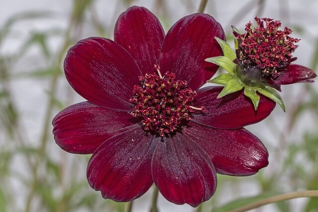 チョコレートコスモスの花言葉とは?花言葉の由来から贈られるシーンまで紹介!
