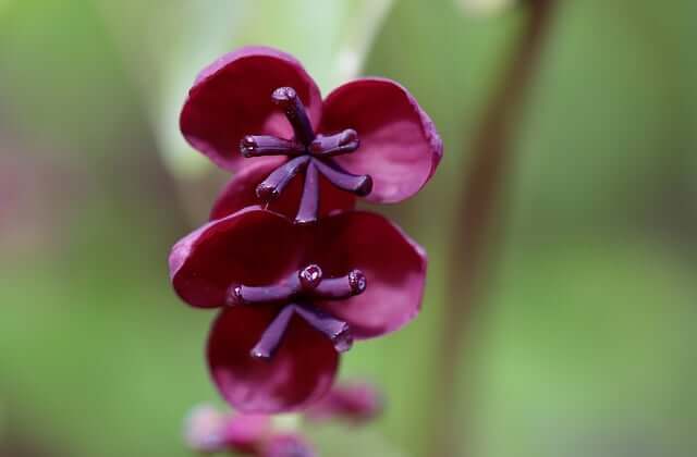 アケビの花言葉とは?由来や贈り物のシーン、体験談を徹底紹介!