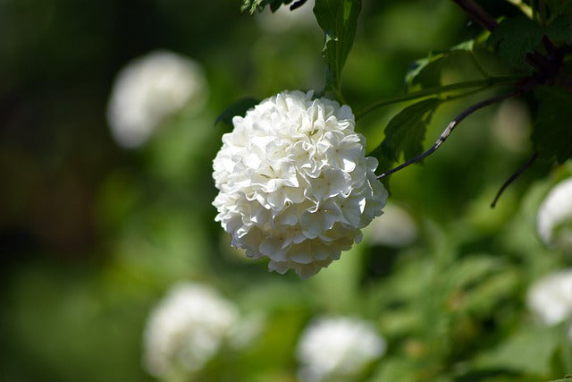 ガマズミの花言葉とは?花言葉の由来や贈り物の体験談を徹底紹介!