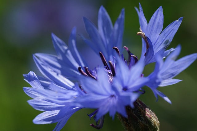 ヤグルマソウの花言葉とは?由来や贈り物のシーン、体験談を紹介!