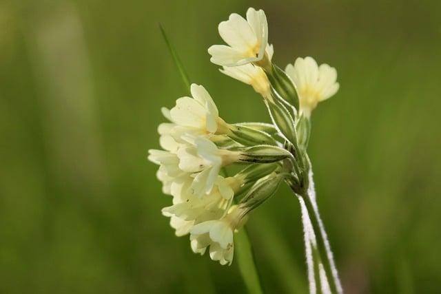サクラソウの花言葉とは?色別の花言葉や由来、贈り物の体験談を紹介!