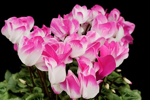 シクラメンの花が終わったらどうすればいいの?2パターンを徹底解説