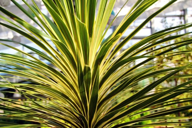 ドラセナ・コンシンネの風水効果とは?置き方や方角まで徹底解説