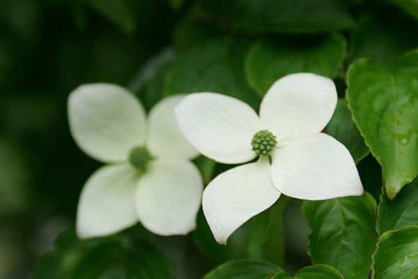 ヤマボウシの花言葉とは?花言葉の由来や贈り物の体験談を徹底解説