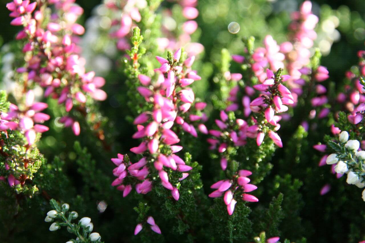 カルーナの花言葉とは?花言葉の由来から贈られるシーンまで紹介!
