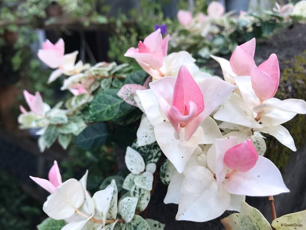 ハツユキカズラの花言葉とは?花言葉の由来から贈られるシーンまで紹介!