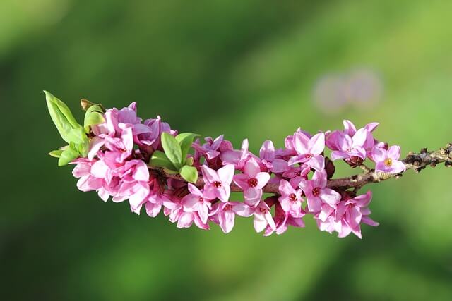 ジンチョウゲの花言葉とは?花言葉の由来や贈り物の体験談を徹底紹介