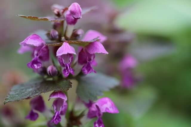 ラミウムの花言葉とは?花言葉の由来から贈られるシーンまで紹介!