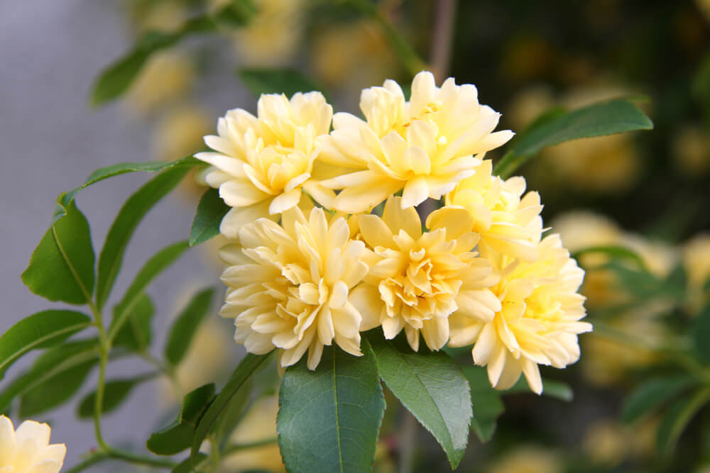 モッコウバラの花言葉とは?花言葉の由来から贈られるシーンまで紹介!