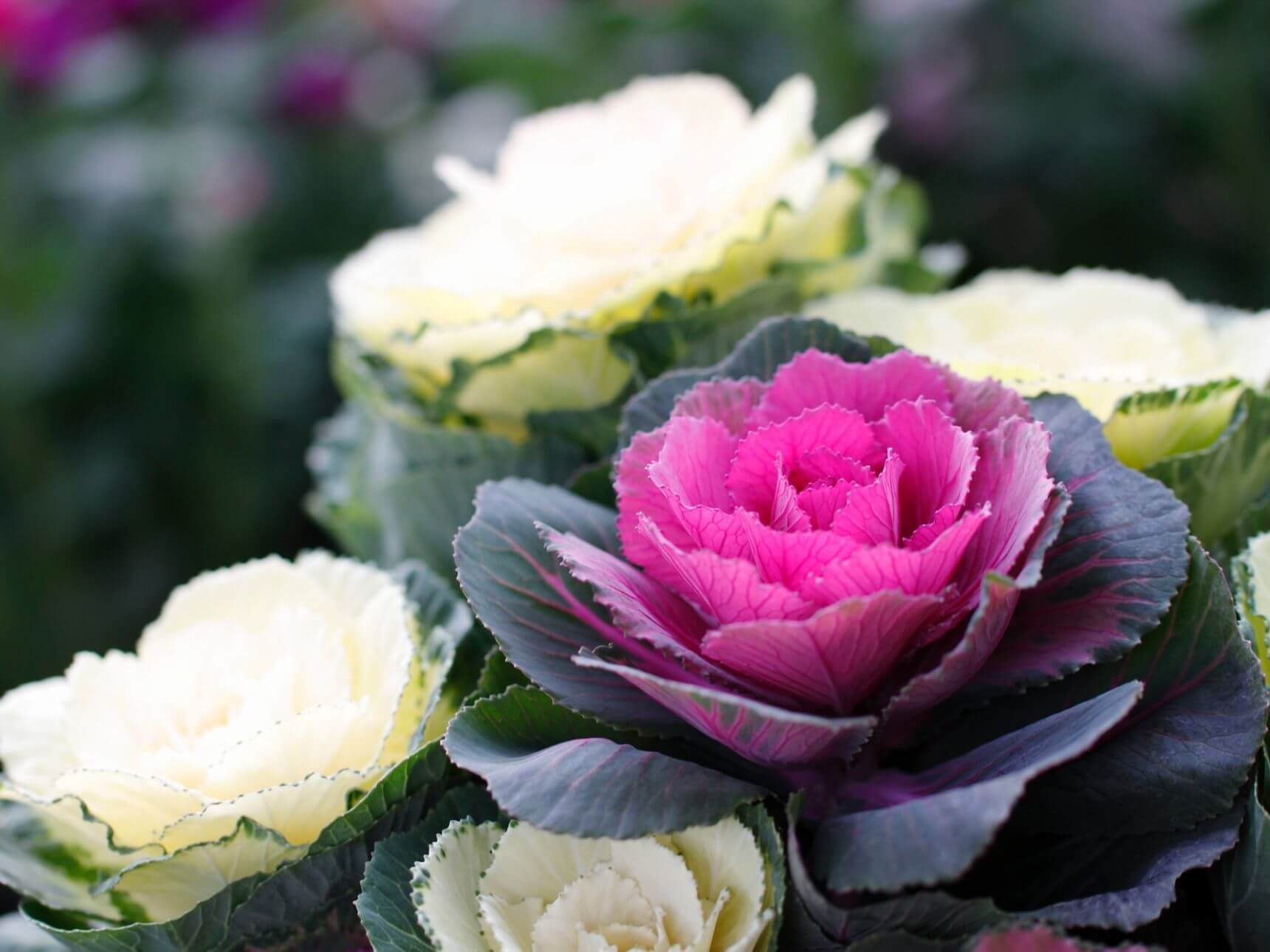 ハボタンの花言葉とは?花言葉の由来から贈られるシーンまで紹介!