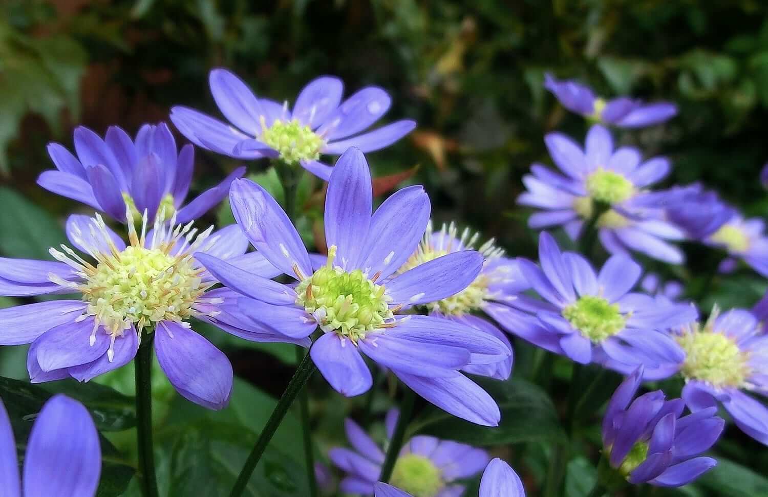 ミヤコワスレの花言葉とは?花言葉の由来から贈られるシーンまで紹介!
