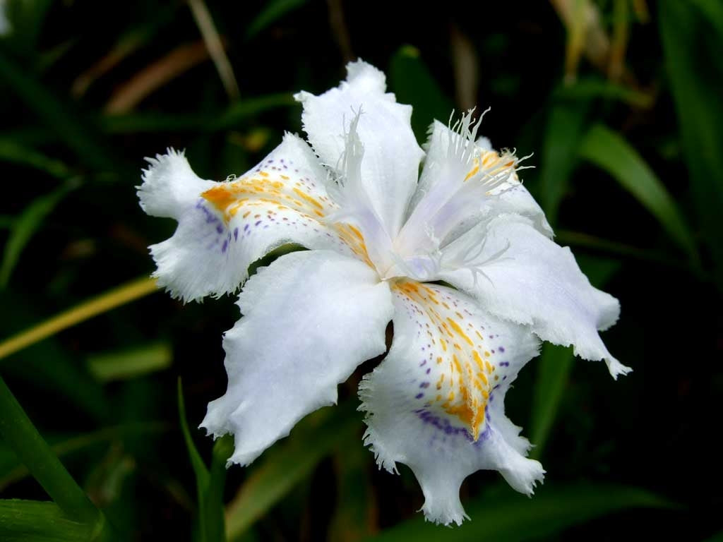 シャガの花言葉とは?花言葉の由来や贈り物の体験談を徹底紹介