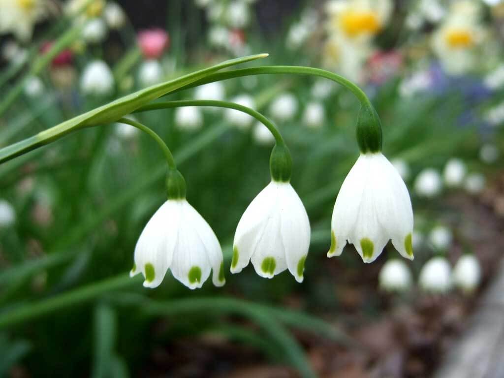スノーフレークの花言葉とは?花言葉の由来から贈られるシーンまで紹介!