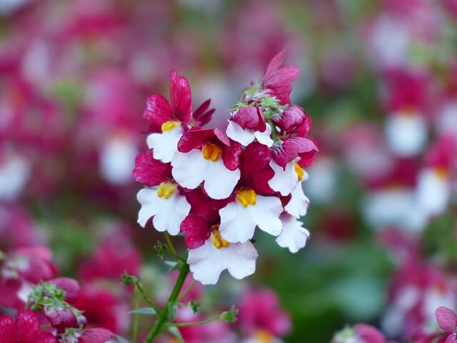 ネメシアの花言葉とは?花言葉の由来から贈られるシーンまで紹介!