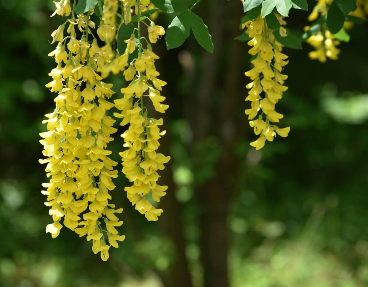 キングサリの花言葉とは?花言葉の由来から贈られるシーンまで紹介!