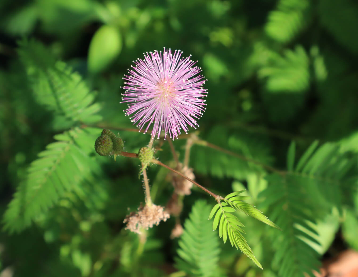 オジギソウの花言葉とは?花言葉の由来から贈られるシーンまで紹介!