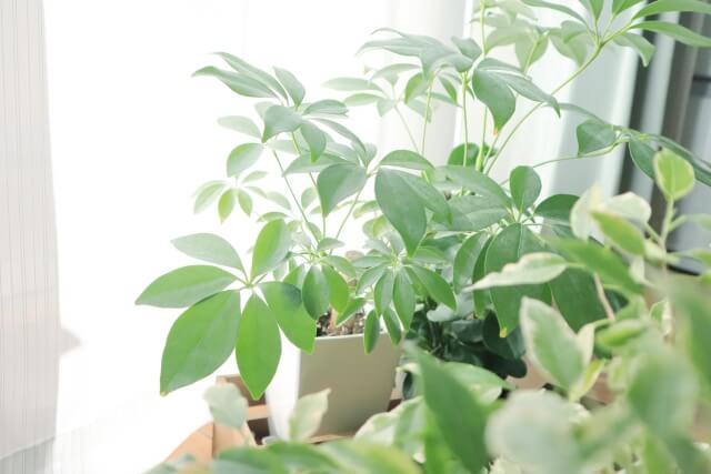 丸い葉の観葉植物を知りたい方必見!おすすめの観葉植物や手入れを徹底解説