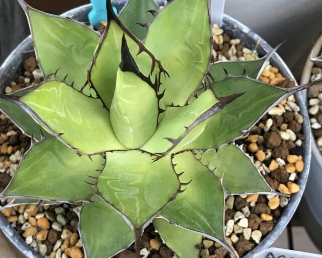 アガベ　葉幅広　実生 アガベ・チタノタ LQH_土（芽）007｜agave titanota saturn | Pl