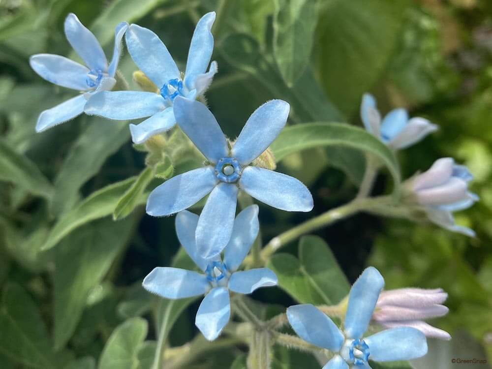ブルースターの花言葉とは?色別の花言葉や由来、贈り物の体験談を紹介!