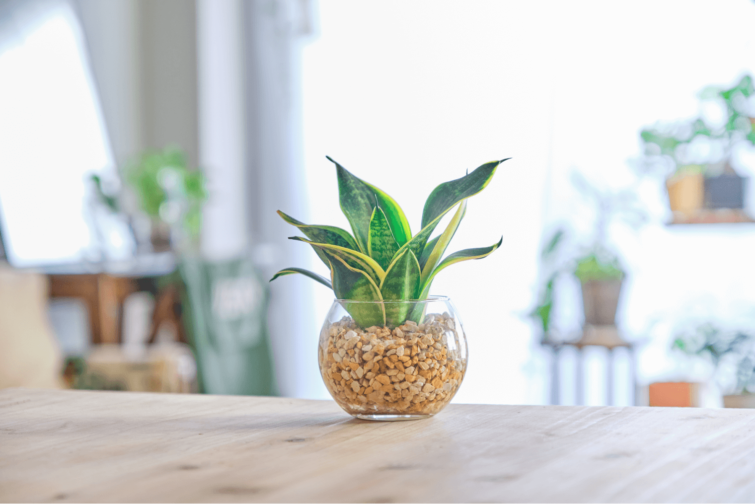 【徹底解説】いつ植え替えすればいいの?サンスベリアの植え替えの方法