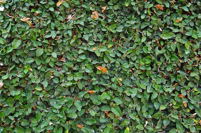 プミラの花言葉とは?色別の花言葉や由来、ケア方法まで紹介!