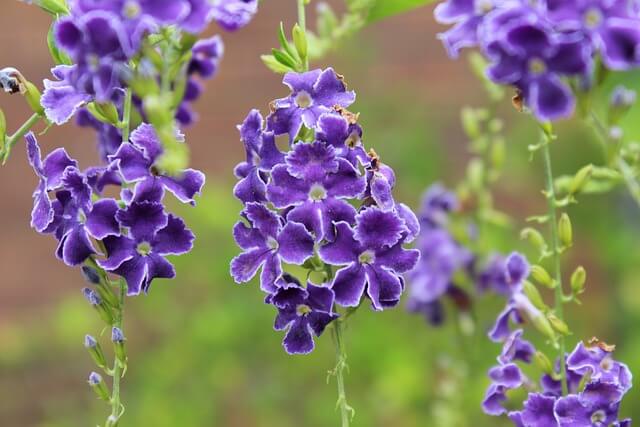 デュランタの花言葉とは?花言葉の由来から贈られるシーンまで紹介!