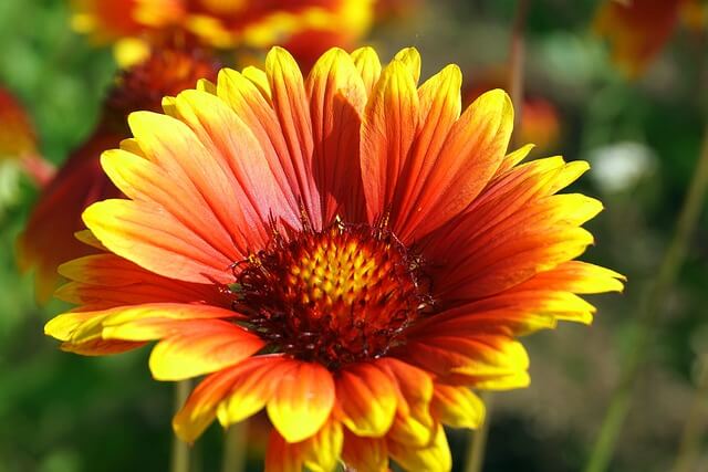 ガイラルディアの花言葉とは?花言葉の由来から贈られるシーンまで紹介!
