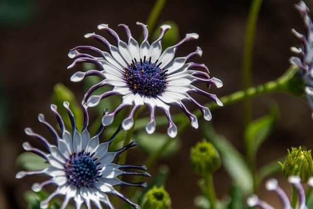 オステオスペルマムの花言葉とは?花言葉の由来から贈られるシーンまで紹介!
