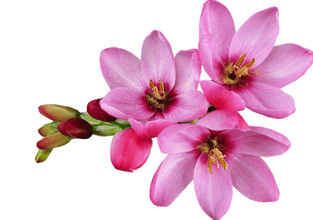 イキシアの花言葉とは?花言葉の由来から贈られるシーンまで紹介!