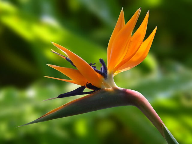 ストレリチアの花言葉を紹介!色によっての意味の違いや由来まで