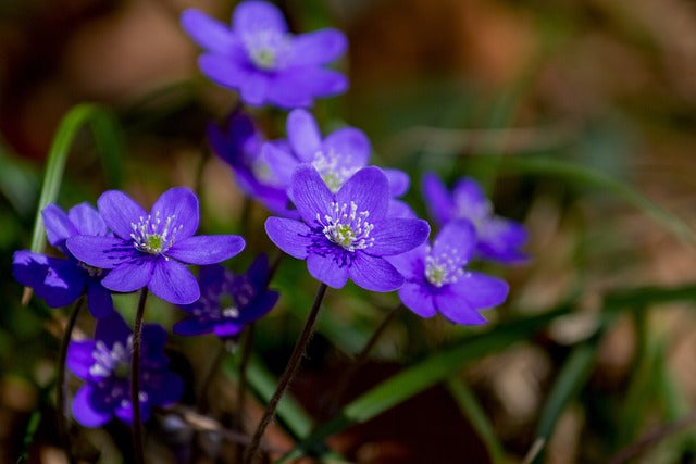 スミレの花言葉!色別の花言葉や由来、贈り物の体験談を徹底紹介!