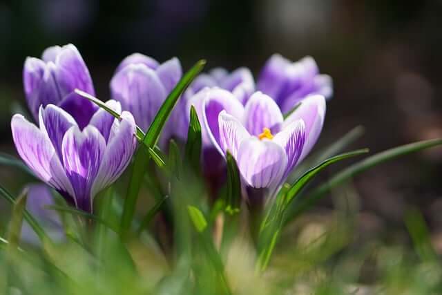クロッカスの花言葉とは?花言葉の由来から贈られるシーンまで紹介!