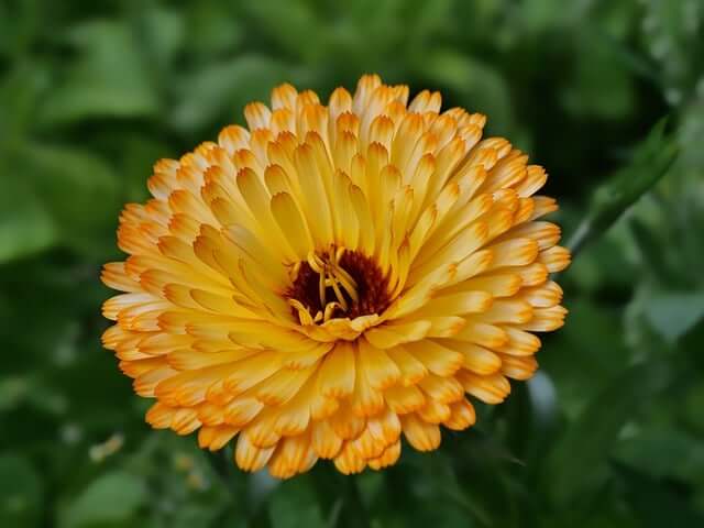 マリーゴールドの花言葉とは?色別の花言葉や由来、贈り物の体験談を紹介!
