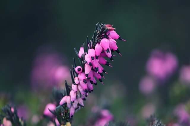 エリカの花言葉とは?花言葉の由来から贈られるシーンまで紹介!