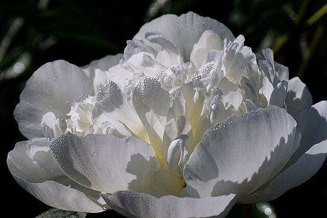 シャクヤクの花言葉とは?花言葉の由来から贈られるシーンまで紹介!