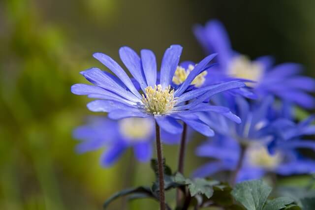 ブルーデージーの花言葉とは?花言葉の由来から贈られるシーンまで紹介!