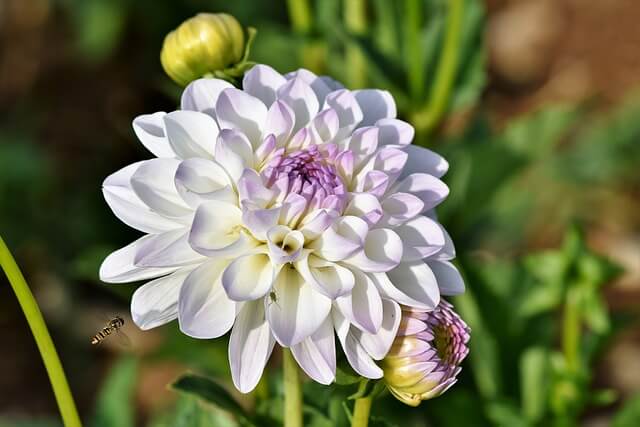 ダリアの花言葉とは?色別の花言葉や由来、贈り物の体験談を徹底紹介
