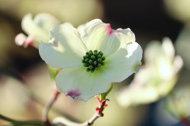 ハナミズキの花言葉とは?色別の花言葉や由来、贈り物の体験談を紹介!