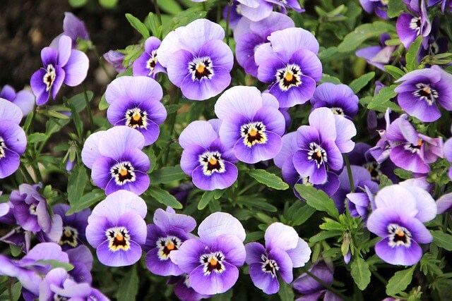 パンジーとビオラの違いとは?花の見分け方から特徴までを紹介!