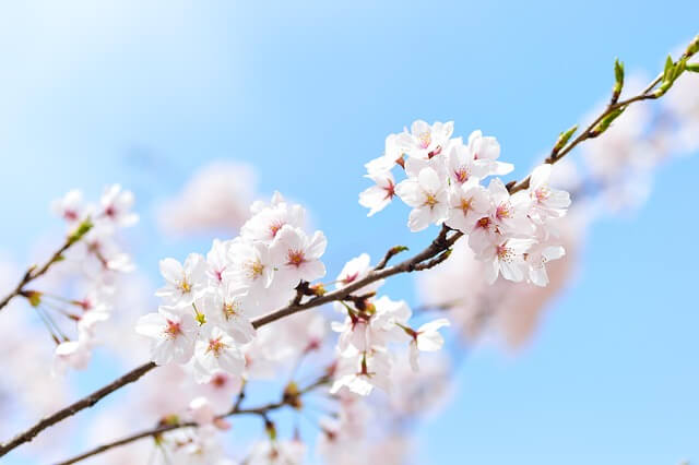 桜に毛虫がつく原因と対処法を解説!つきやすい毛虫の種類から時期まで