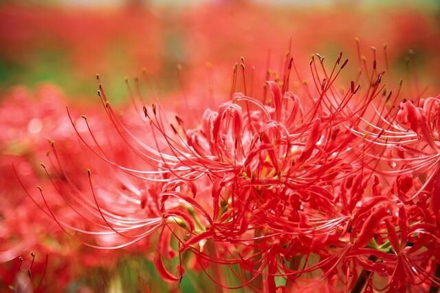 彼岸花(曼珠沙華)の名所ランキング!東北から九州まで徹底紹介!