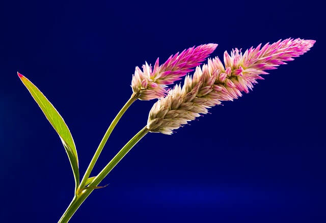 ケイトウの花言葉とは?花言葉の由来から贈られるシーンまで紹介!