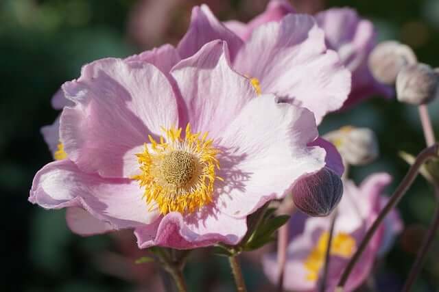 アネモネの花言葉とは?花言葉の由来から贈られるシーン、体験談を紹介