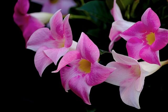 マンデビラの花言葉とは?花言葉の由来から贈られるシーンまで紹介!