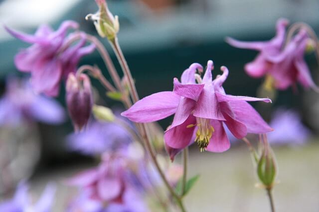 イカリソウの花言葉とは?花言葉の由来や贈り物の体験談を徹底紹介!