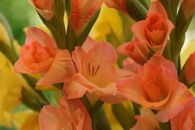 グラジオラスの花言葉とは?花言葉の由来から贈られるシーンまで紹介!