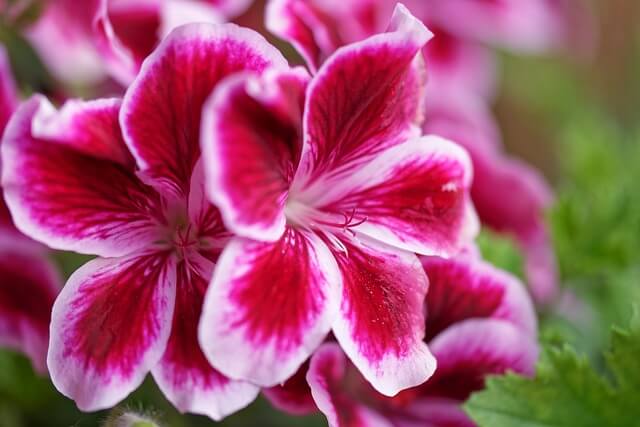 ローズゼラニウムの花言葉とは?花言葉の由来から贈られるシーンまで紹介!