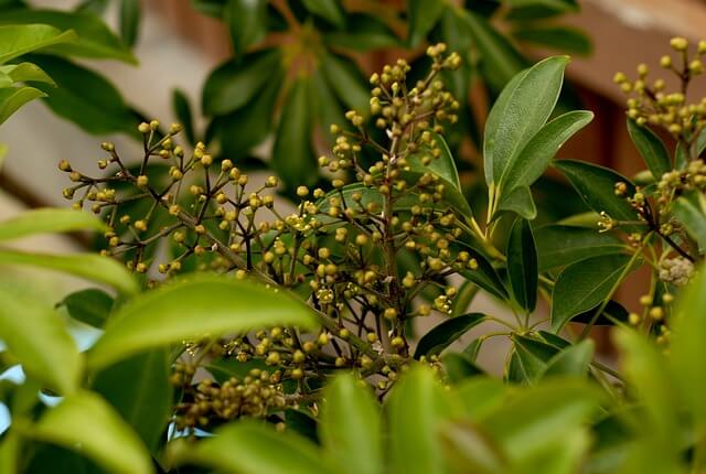 シェフレラの花言葉とは?花言葉の由来から贈られるシーンまで紹介!